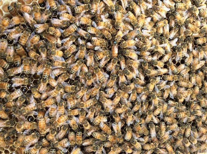 The Queen and her retinue, photo by MaryEllen Kirkpatrick